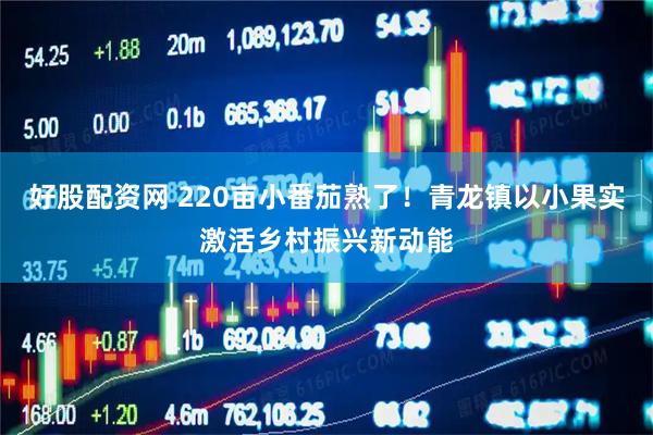 好股配资网 220亩小番茄熟了！青龙镇以小果实激活乡村振兴新动能
